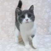 ブリティッシュショートヘア