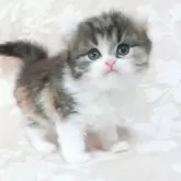 スコティッシュフォールド(折れ耳)