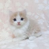 スコティッシュフォールド(立ち耳)