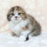 スコティッシュフォールド(折れ耳)