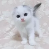 スコティッシュフォールド(折れ耳)