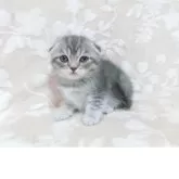 スコティッシュフォールド(立ち耳)