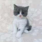 ブリティッシュショートヘア