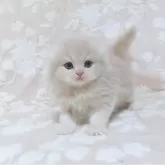 スコティッシュフォールド(折れ耳)