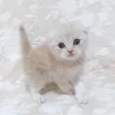 スコティッシュフォールド(折れ耳)
