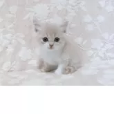 スコティッシュフォールド(立ち耳)