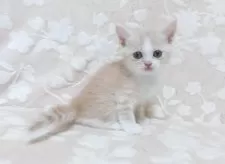 スコティッシュフォールド(立ち耳)【鹿児島県・男の子・2025年7月30日・クリーム&ホワイト】の写真2