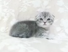 スコティッシュフォールド(立ち耳)【鹿児島県・男の子・2025年7月30日・ブルータビー】の写真2