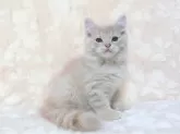 スコティッシュフォールド(立ち耳)【鹿児島県・男の子・2025年5月4日・クリームタビー】の写真3