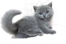 ブリティッシュショートヘア【鹿児島県・男の子・2025年7月9日・ブルー】の写真3