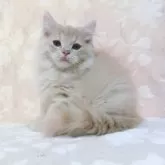スコティッシュフォールド(立ち耳)【鹿児島県・男の子・2025年5月4日・クリームタビー】の写真4