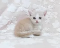 スコティッシュフォールド(立ち耳)【鹿児島県・男の子・2025年7月30日・クリーム&ホワイト】の写真4