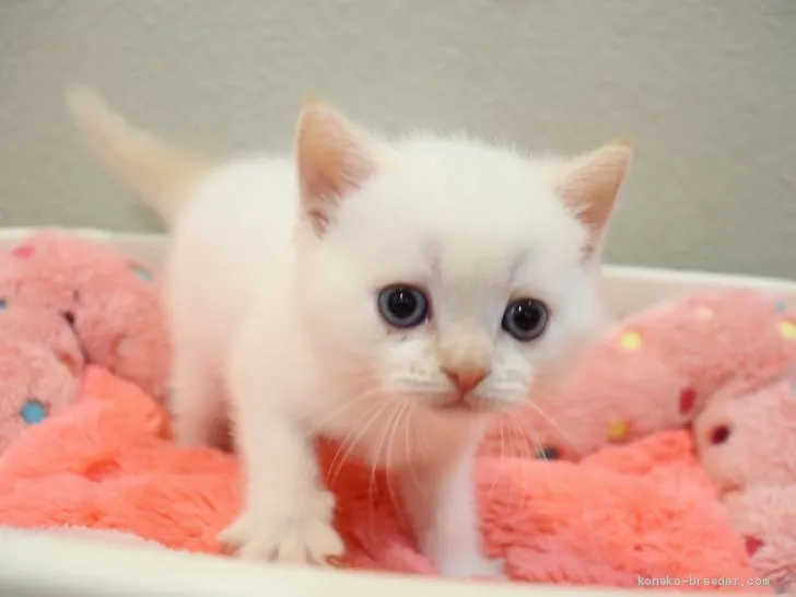 KF 様のお迎えした子猫