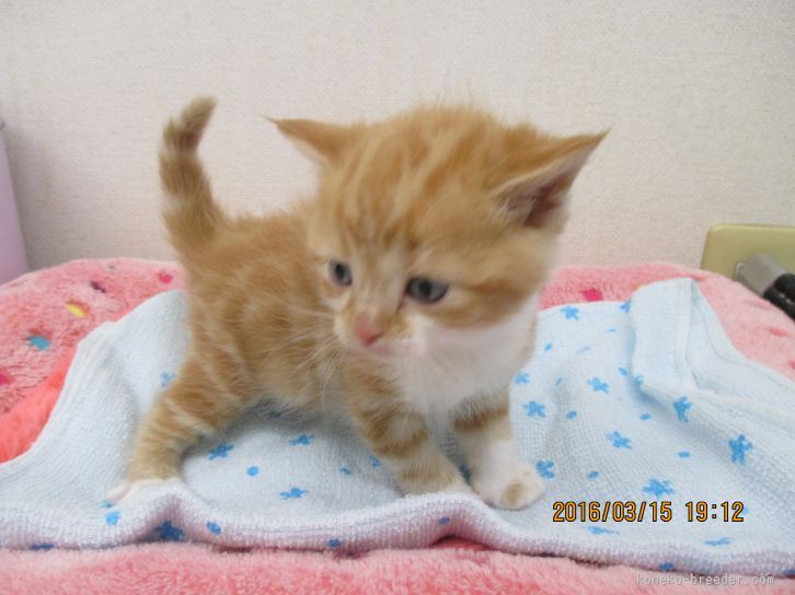 マンチカンとスコティッシュフォールド 山梨県 男の子 16年2月12日 レッドタビー ホワイト みんなの子猫ブリーダー 子猫id 1603 マンチカンとスコティッシュフォールド 山梨県 男の子 16年2月12日 レッドタビー ホワイト みんなの子猫ブリーダー 子猫id 1603