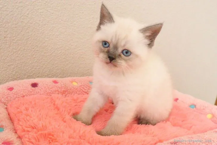 ID:2204-01796の子猫