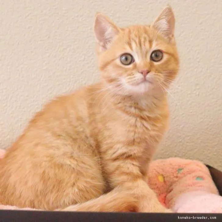 ID：2311-02588の子猫