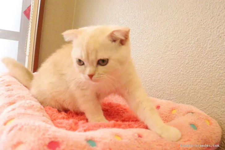 ID：2205-02886の子猫