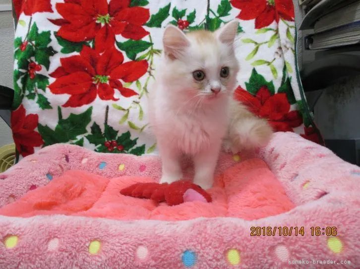 ID:1609-00631の子猫