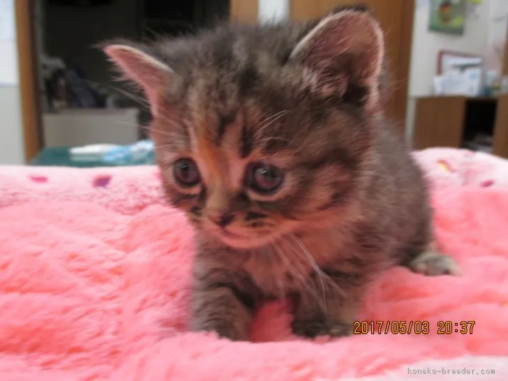 ID：1705-00128の子猫