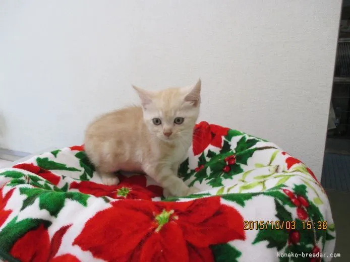ID：1509-00054の子猫