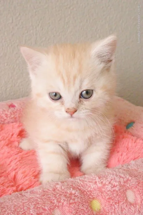 ID:2204-01794の子猫