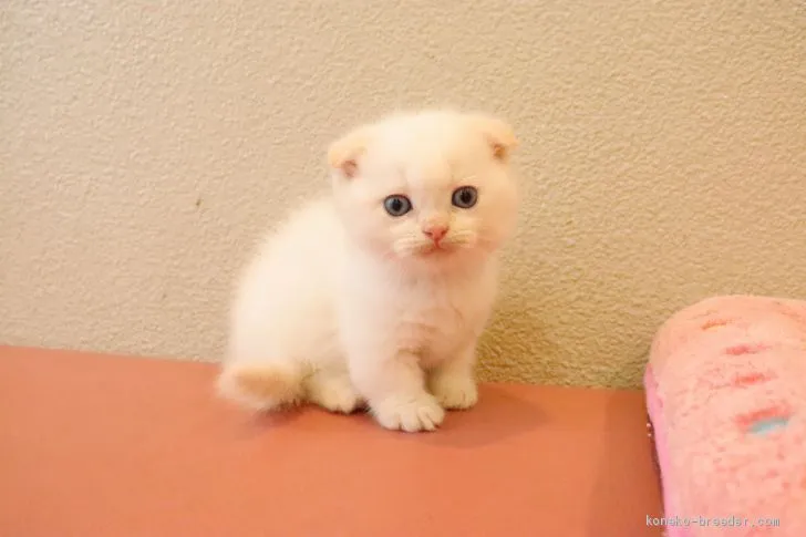 ID：2010-00466の子猫