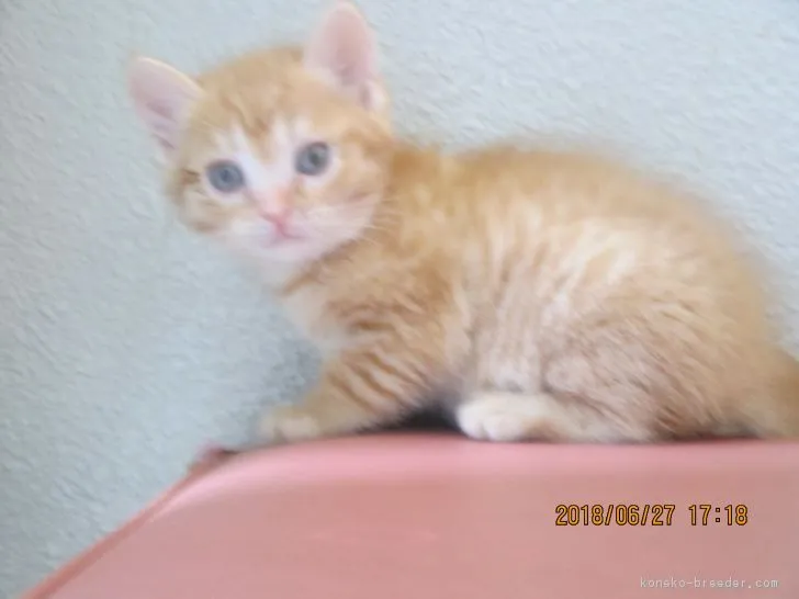 ID：1806-01514の子猫