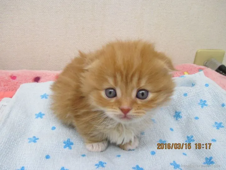 ID：1603-00249の子猫