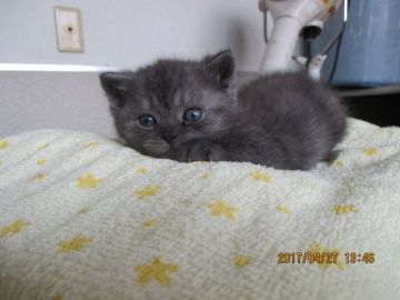 マンチカンの父とエキゾチックショートの母の子猫【山梨県・男の子・2017年3月26日・シルバータビ―（短毛）】の写真「あしながだけどおっとりしている。」