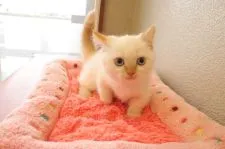 マンチカンとのエキゾチックショートヘアのミックス【山梨県・女の子・2022年3月7日・ベージュポイントカラー】の写真1「5・26撮影」