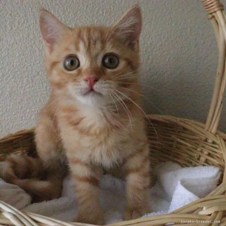 ID：2209-00590の子猫