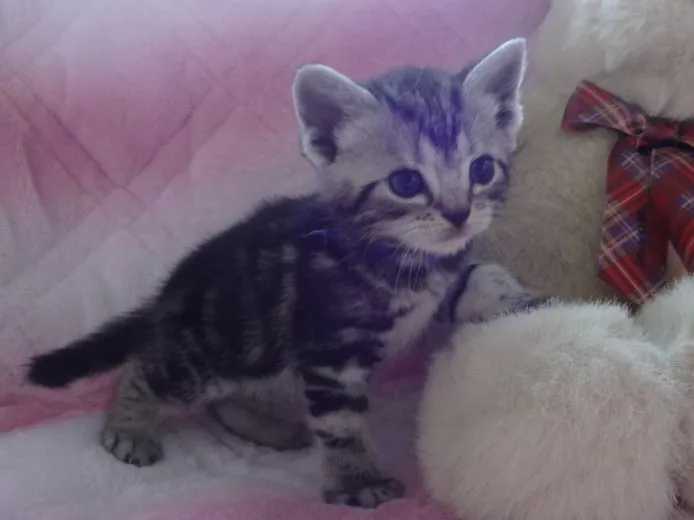 ユキ 様のお迎えした子猫