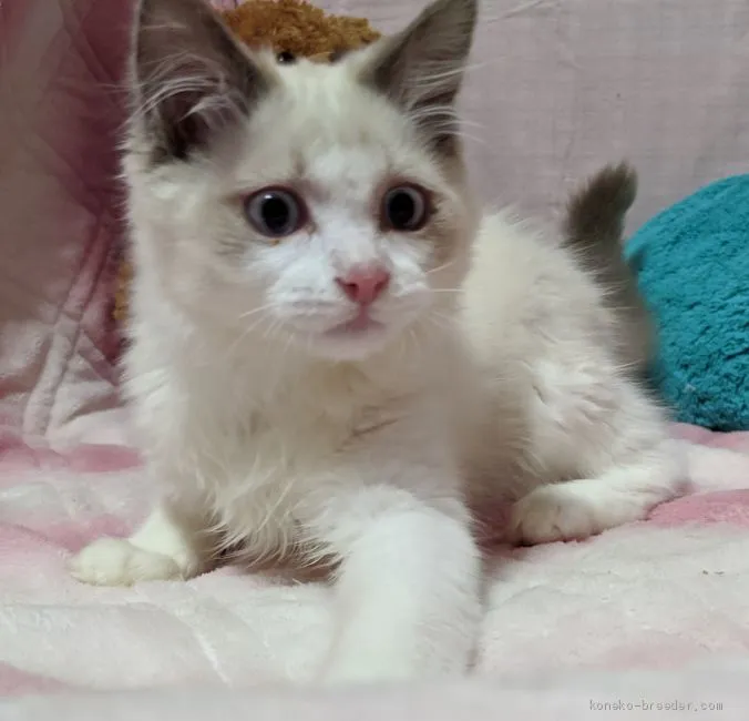 ID：2002-00460の子猫