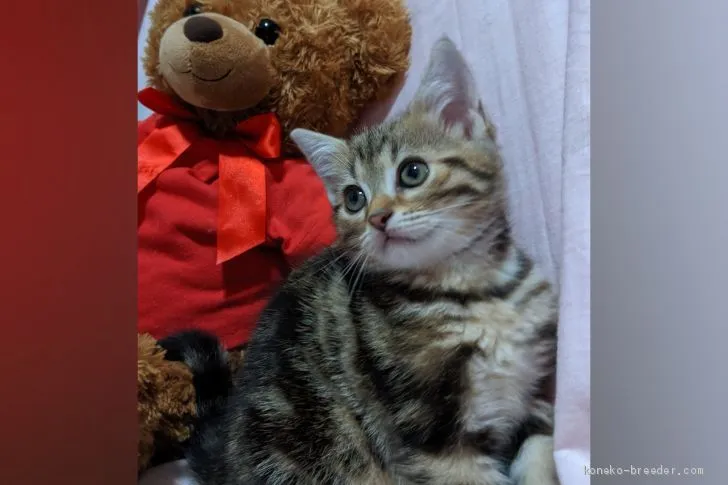 ID:1910-00250の子猫