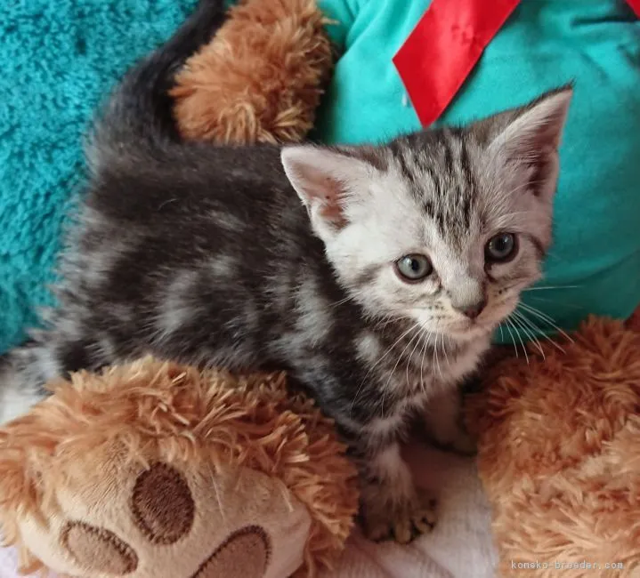 Y・A 様のお迎えした子猫