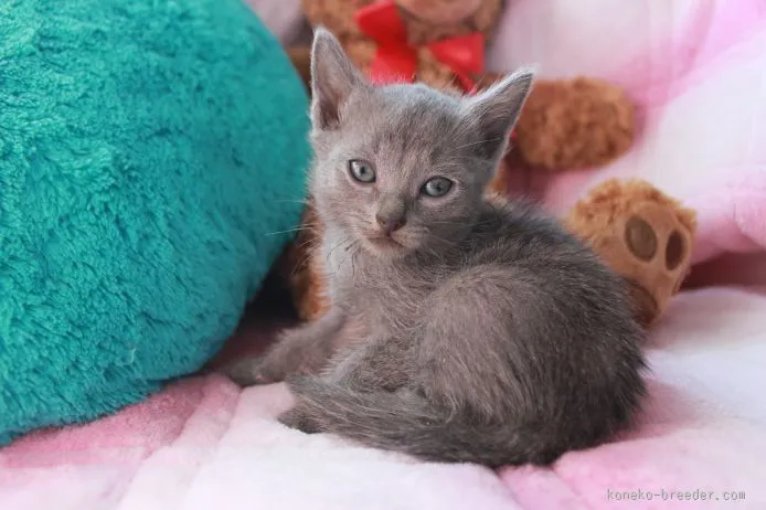 ID：1510-00571の子猫