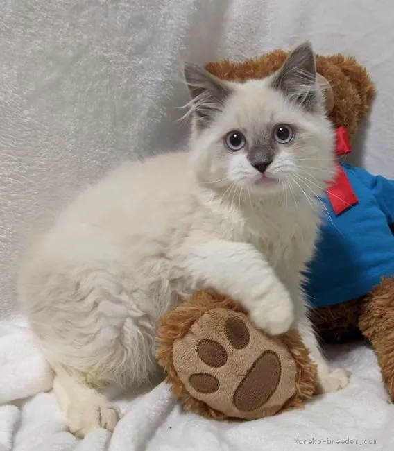 ID：2011-00944の子猫