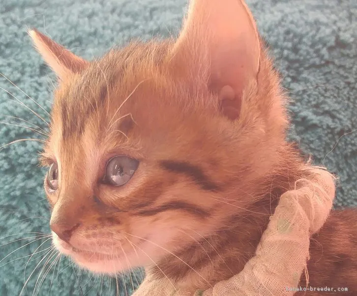 ID：1604-00416の子猫