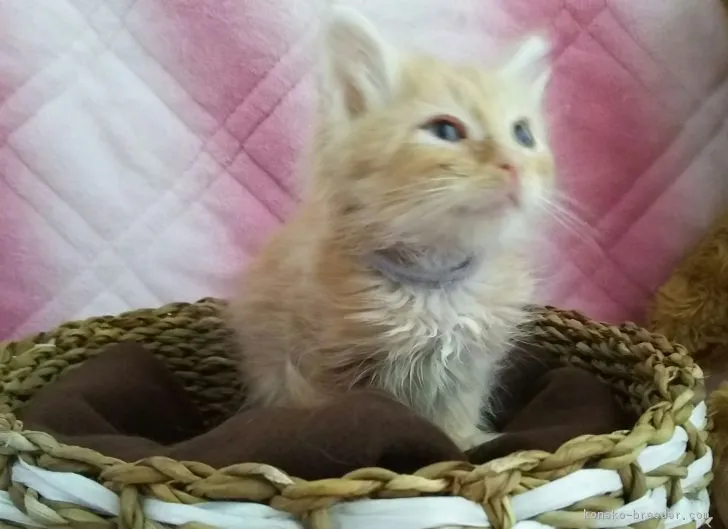 ID:1611-00790の子猫