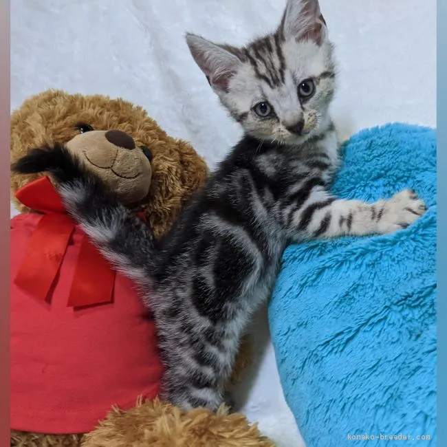 ID：2009-00533の子猫
