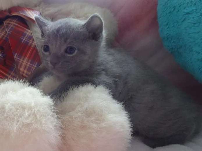 バローン 様のお迎えした子猫