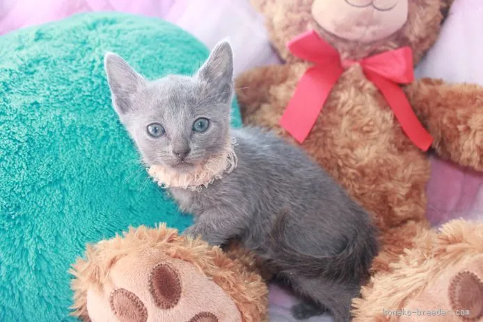 ロシアンパパ 様のお迎えした子猫