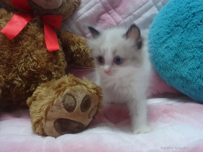 テト 様のお迎えした子猫