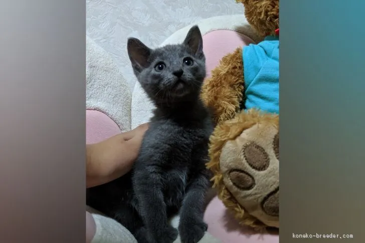 ID：1909-00495の子猫