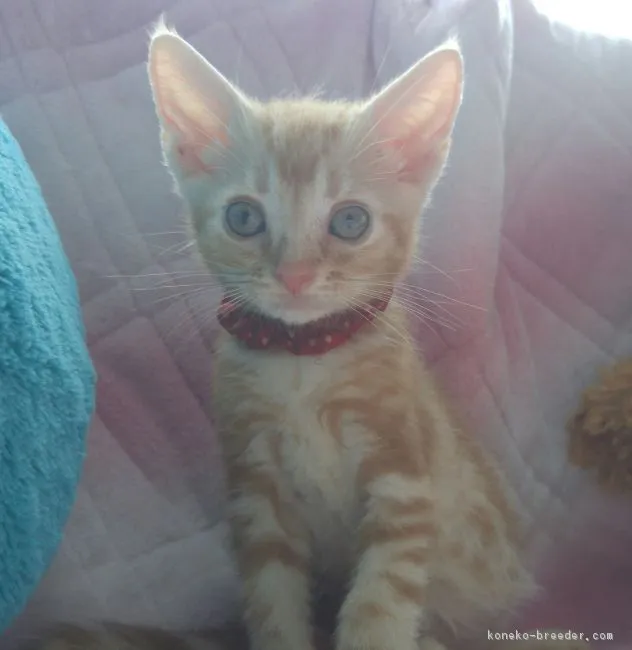 キリン 様のお迎えした子猫