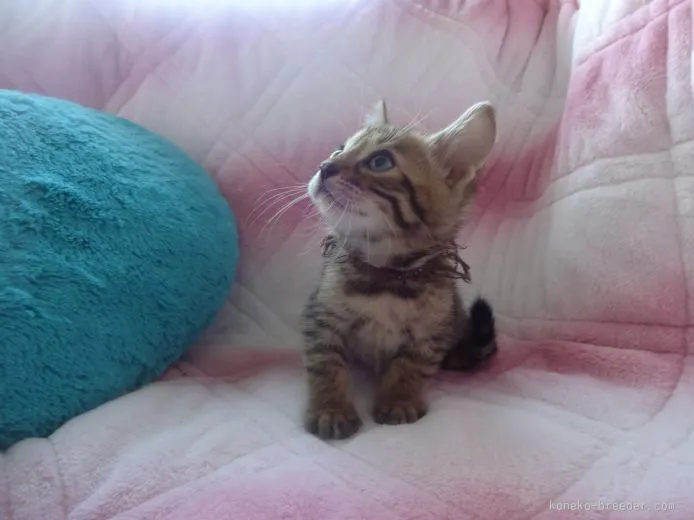 ID：1509-00398の子猫