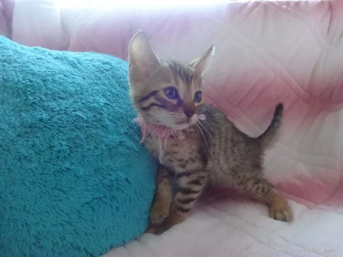 ID：1509-00400の子猫