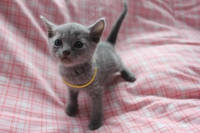 ID：1310-00368の子猫