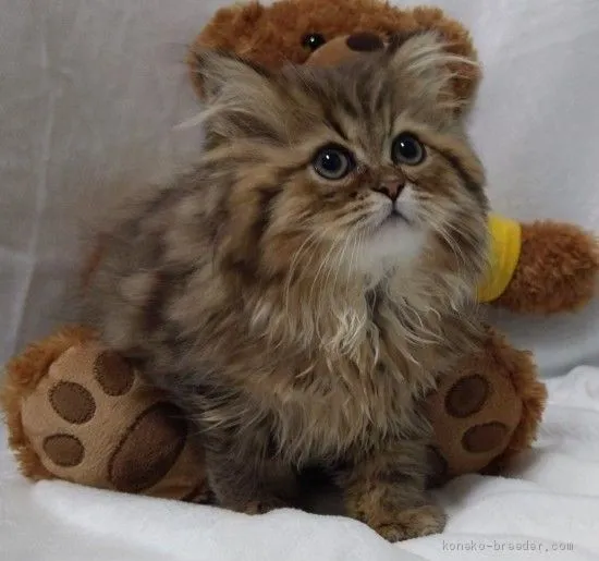 ID:2102-00928の子猫