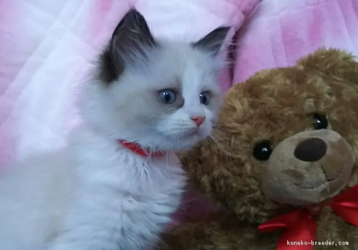 ツバクロウ 様のお迎えした子猫